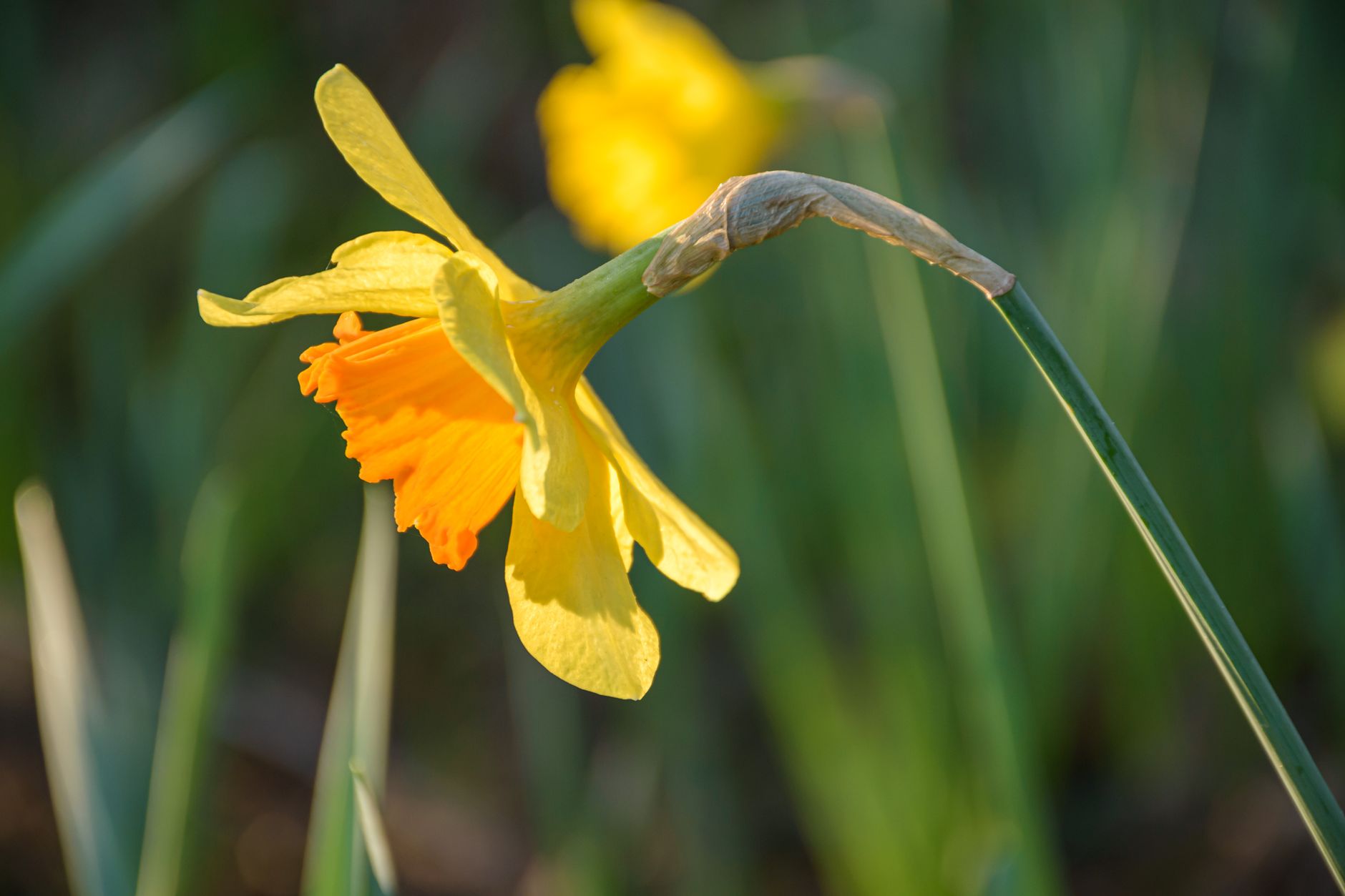 Narcisses : plantation d’automne et naturalisation