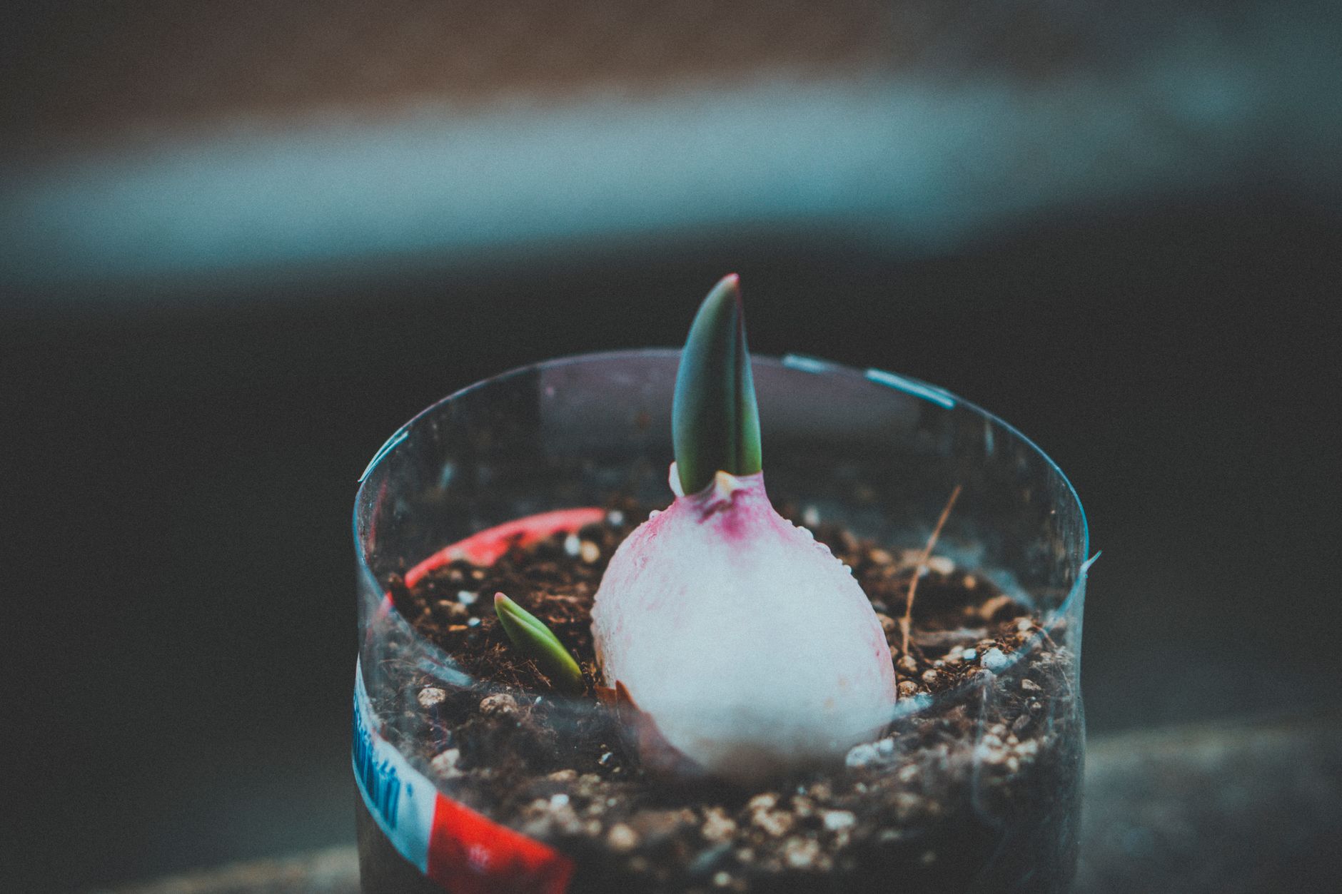 Planter un bulbe d’amaryllis en pot : le guide