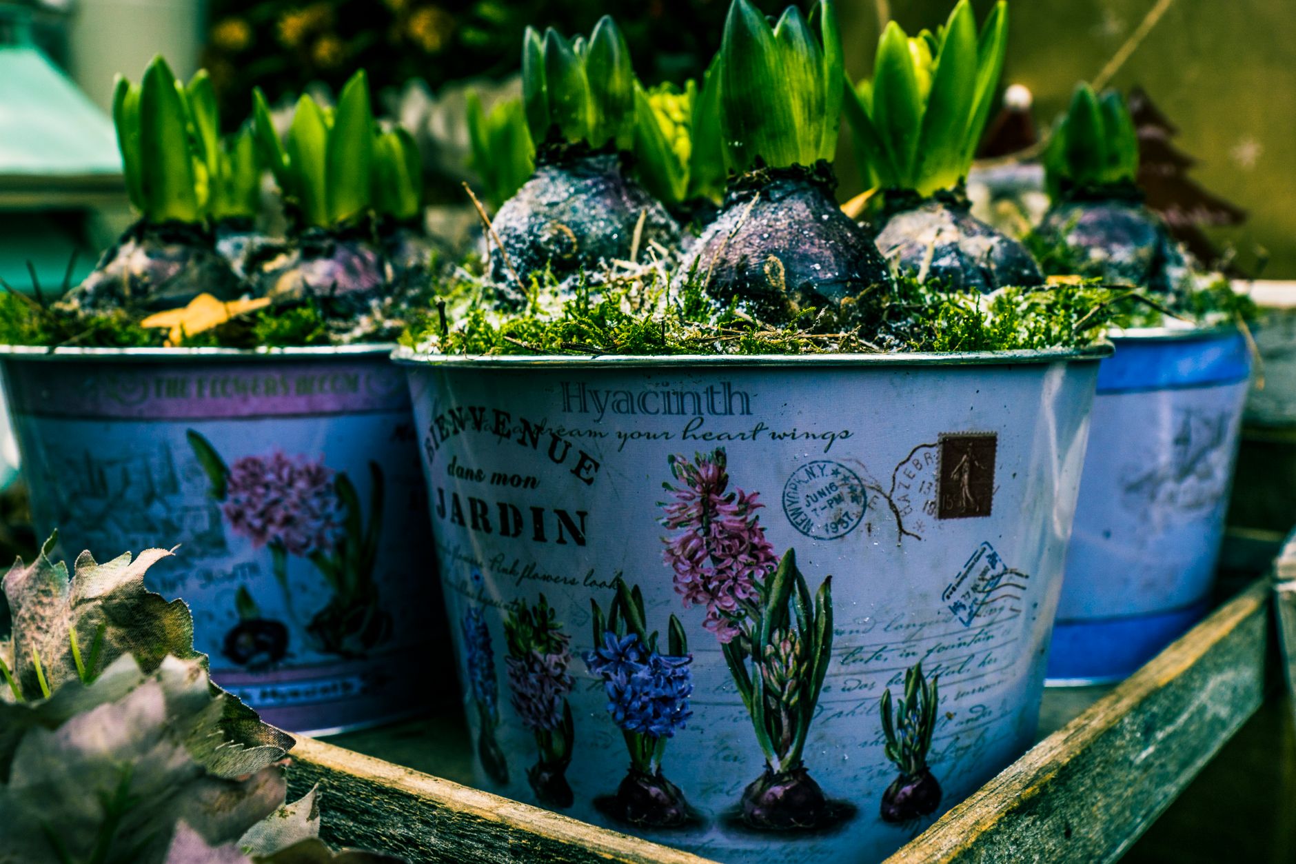 Jacinthes forcées : fleurir la maison en hiver