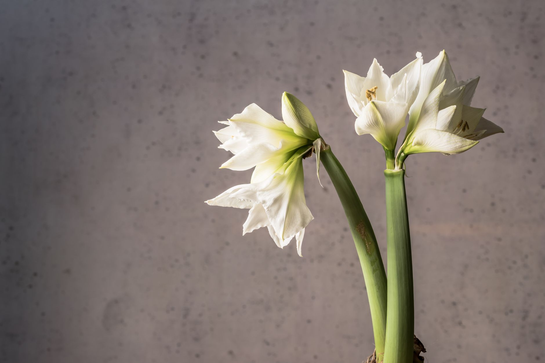 Faire refleurir son amaryllis année après année