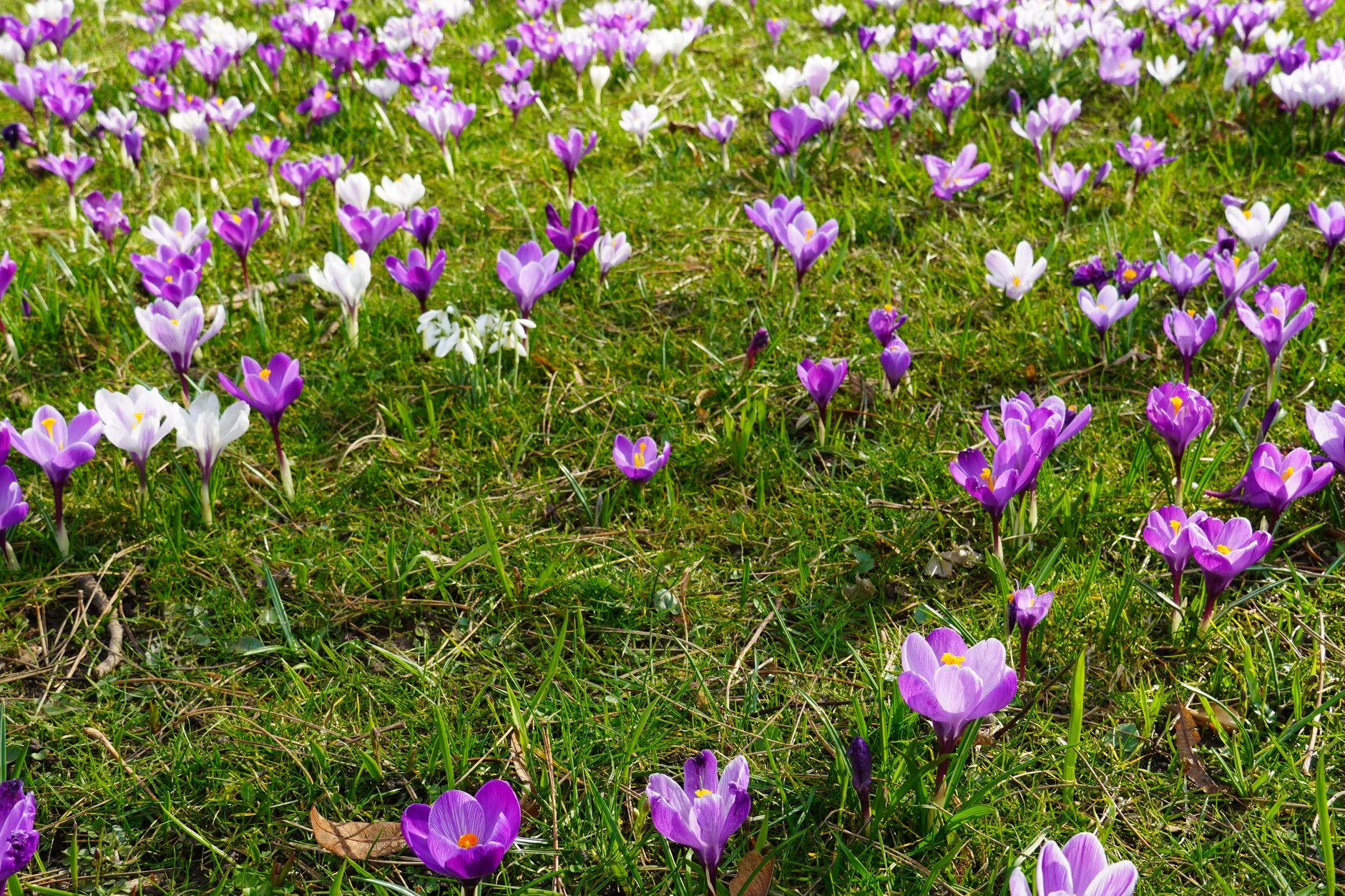 Crocus : créer un tapis fleuri de fin d’hiver