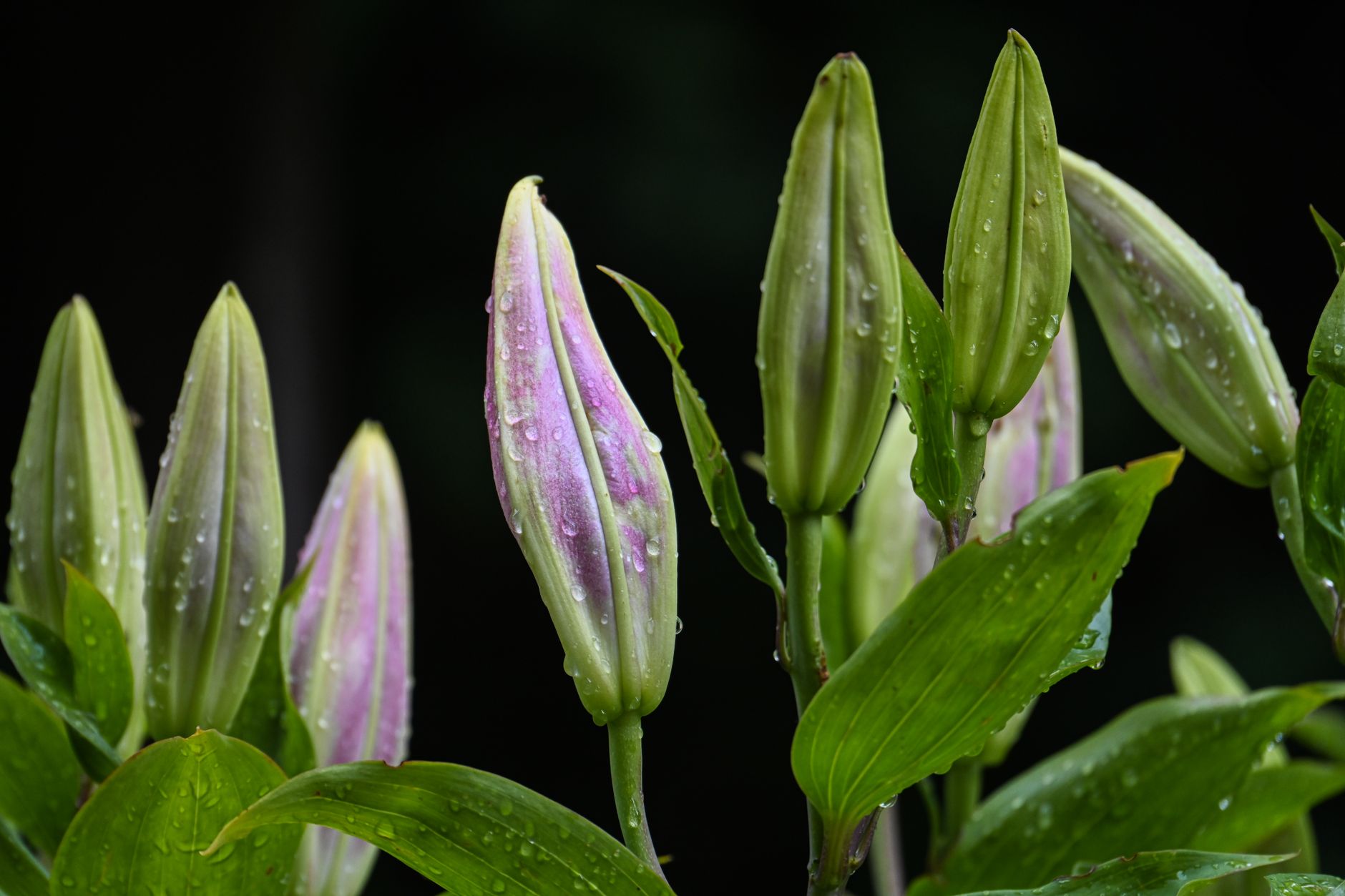 Lys : plantation, tuteurage et entretien