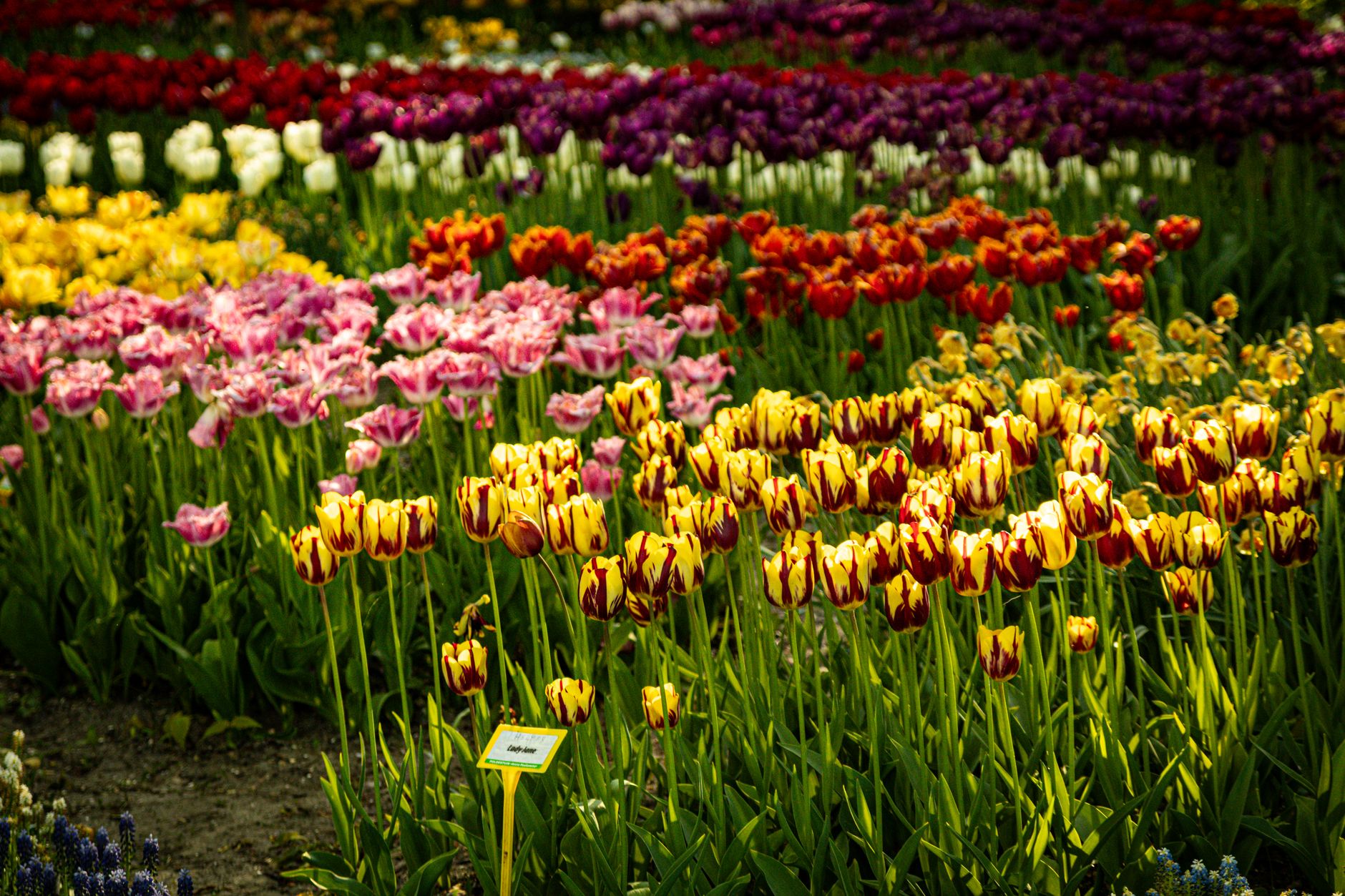 Tulipes : choisir ses variétés et étaler la floraison