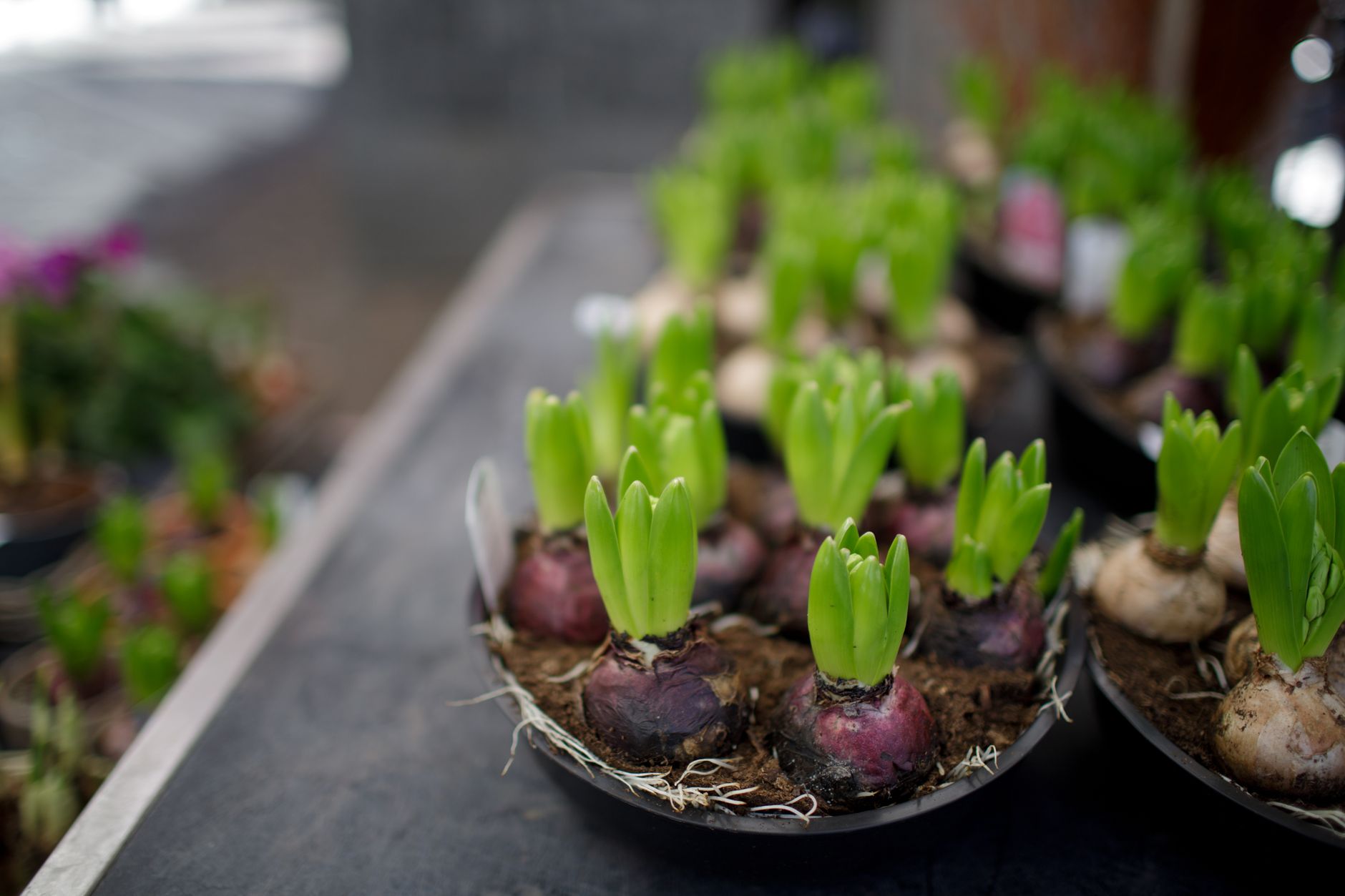 Conserver et stocker ses bulbes après floraison