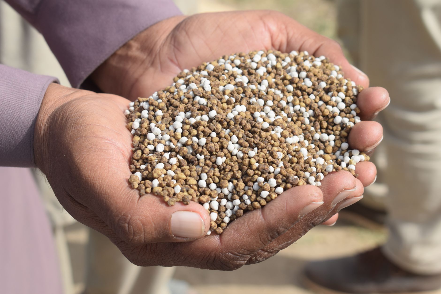 Fertiliser ses bulbes : quand et avec quoi