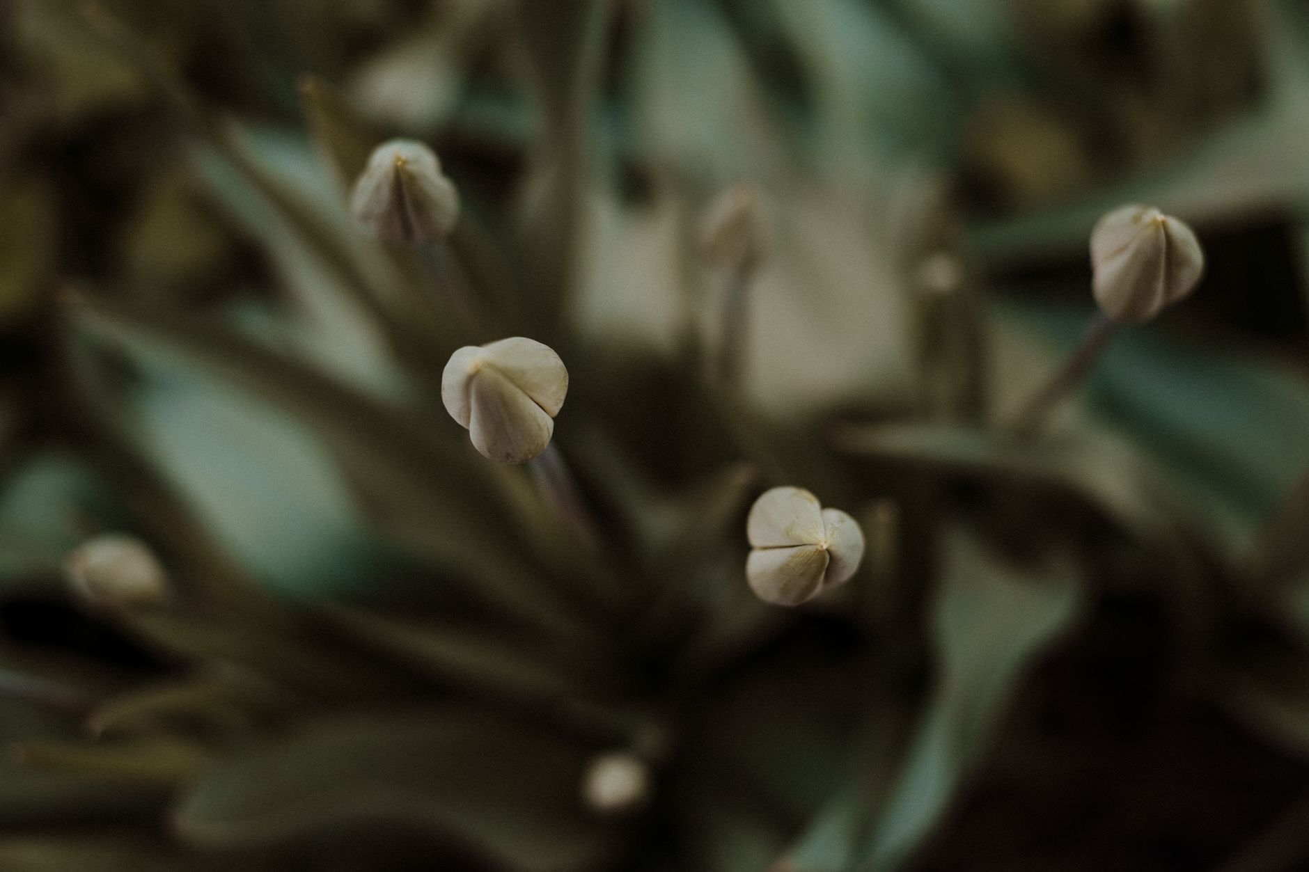Pourquoi mes tulipes ne refleurissent-elles pas ?